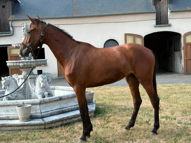 TF-de-2-ans--OLYMPE-DE-VIRY