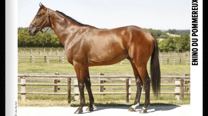 Vends-part-etalon-Enino-du-Pommereux