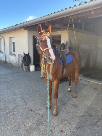 TF-4ans-Hongre