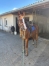 TF-4ans-Hongre-2