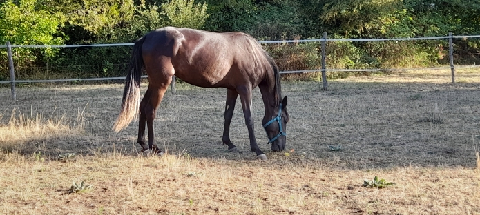 Recherche-entraineur-public-pour-pouliche