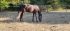 Recherche-entraineur-public-pour-pouliche-4