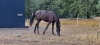 Recherche-entraineur-public-pour-pouliche-1