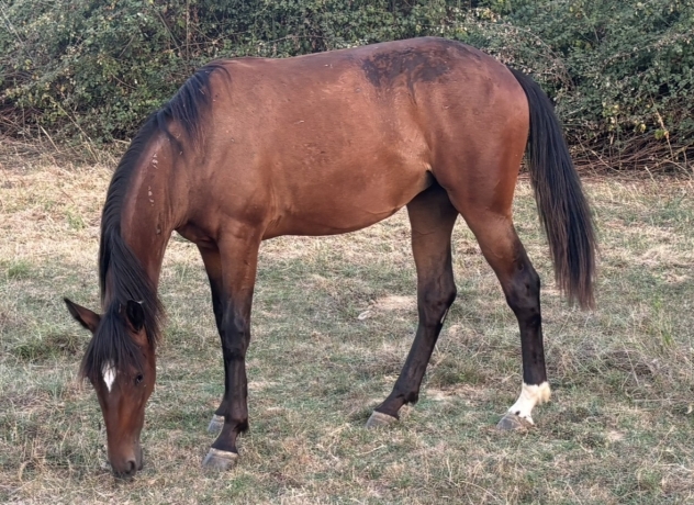 Pouliche-P-0