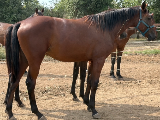 Ced-POENA-GRAND-BOIS