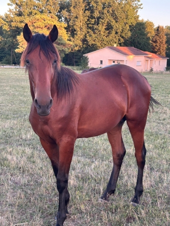 P-male-par-SAXO--famille-maternelle-tres-vivante
