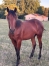 P-male-par-SAXO--famille-maternelle-tres-vivante-2
