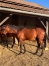 P-male-par-SAXO--famille-maternelle-tres-vivante-1