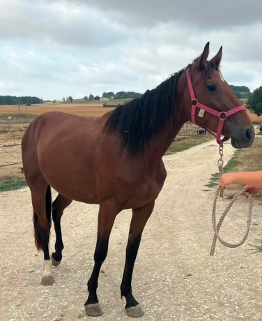 Pouliche-3-ans-pas-precoce-a-reessayer