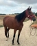 Pouliche-3-ans-pas-precoce-a-reessayer-2