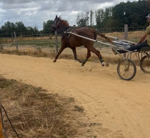 Debourrage--pre-entrainement---qualification