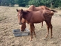 foal-par-Aldo-des-Champs-0