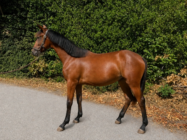 Yearling-a-vendre