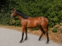 Yearling-a-vendre-0