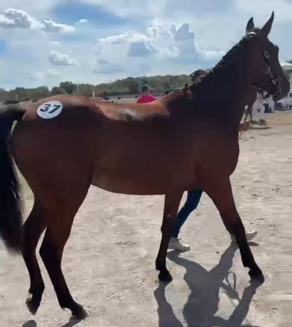 Yearling-en-location