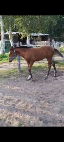 Foal-2026