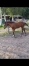 Foal-2026-2