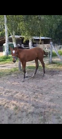 Foal-2026-1