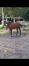 Foal-2026-1
