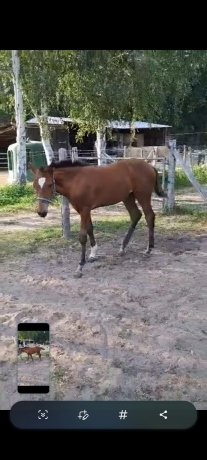 Foal-2026-0