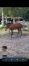 Foal-2026-0