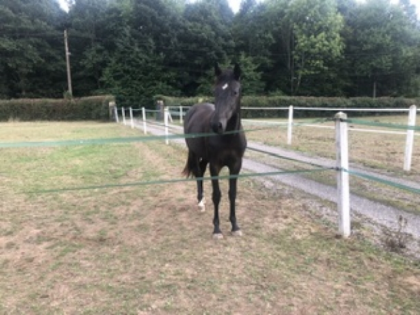 Yearling-a-vendre