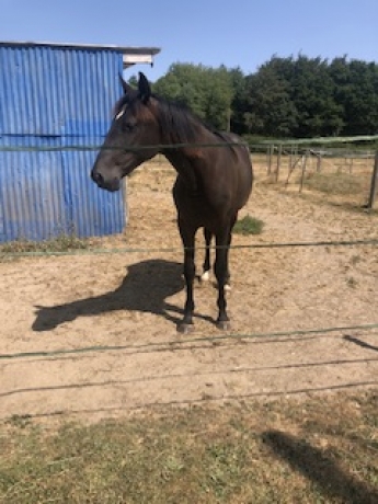 Yearling-a-vendre-0