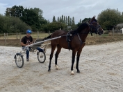 Debourrage---essais-poulains