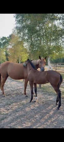 Foal-2026