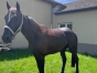 TROTTEUR-FRANCAIS-HONGRE-NE-EN-2019-0