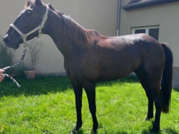TROTTEUR-FRANCAIS-HONGRE-NE-EN-2019-1