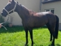 TROTTEUR-FRANCAIS-HONGRE-NE-EN-2019-1