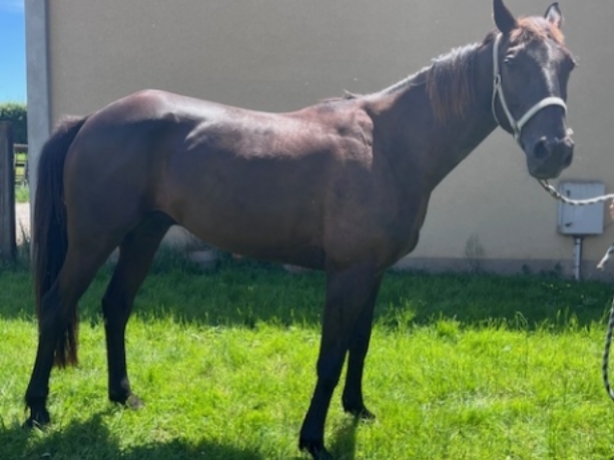 TROTTEUR-FRANCAIS-HONGRE-NE-EN-2019