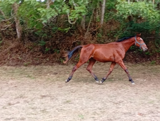 Male-par-Tornado-Bello