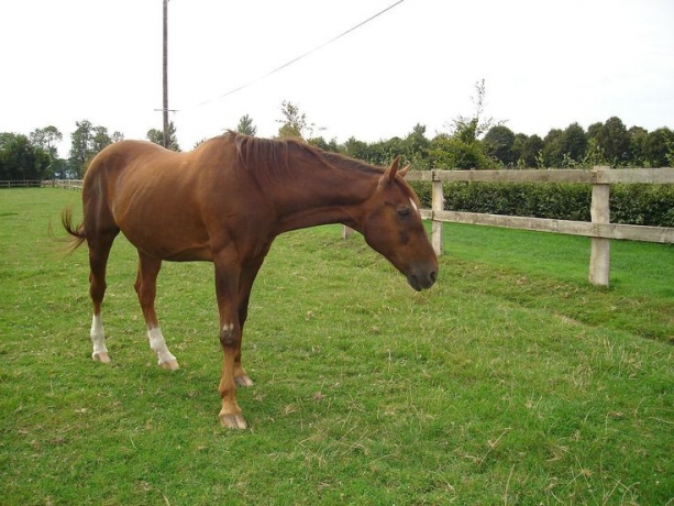 recherche-pour-pouliniere-une-trotteuse-2-a-13-ans