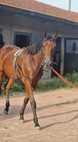 Propose-Association-sur-un-yearling