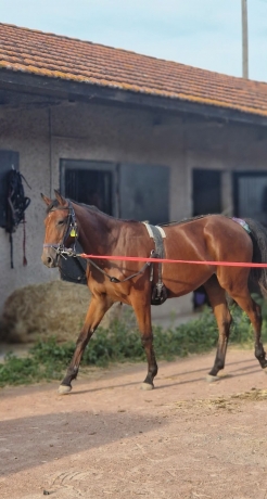 Propose-Association-sur-un-yearling-0