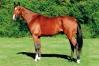 Vends-part-de-FEELING-CASH-(Ready-Cash-Royale-Star-par-Coktail-Jet)-0