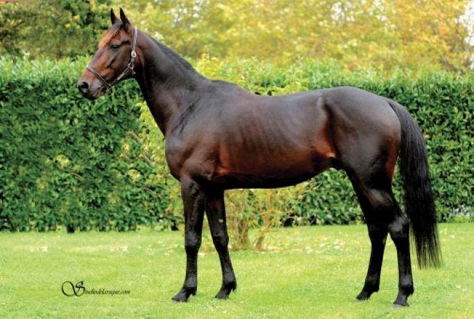 Vends-part-de-DOBERMAN-(Prodigious--Quietude-Mesloise-par-Look-de-Star)