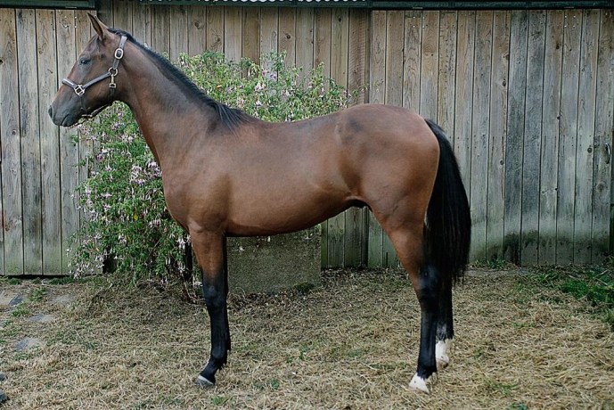 YEARLING-PHARE-WEST