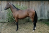 YEARLING-PHARE-WEST-0