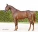 Vends-part-de-KAMEHAMEHA-(Uniclove--Vivolta-Jet-par-Quatre-Juillet)-0