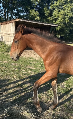 Foal-Q-male