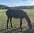Foal-Q-male-0