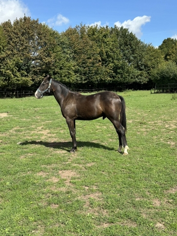 Yearling-1000eur