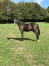 Yearling-1000eur-0