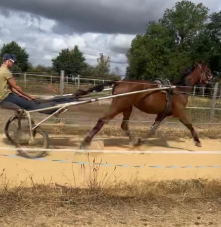 Recherche-chevaux