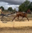 Recherche-chevaux-0