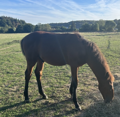 Foal-male-Q