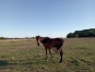 CHEVAL-DEBOURRE-ATTELE-LOCATION-OU-VENTE-0